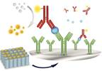 Prognostic Utility of Antibodies to Adalimumab in RA, AS, and PsA Prognostic Utility of Antibodies to Adalimumab in RA, AS, and PsA