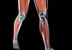 Improvements in Muscle Strength May Reduce Disability in SLE Improvements in Muscle Strength May Reduce Disability in SLE