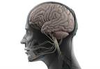 SLE Disease Activity and Detectable Focal Changes in Cerebral Volume SLE Disease Activity and Detectable Focal Changes in Cerebral Volume
