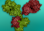 New IFN-α Monoclonal Antibody Effective in Moderate to Severe SLE New IFN-α Monoclonal Antibody Effective in Moderate to Severe SLE