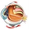 Uveitis Risk Higher Among Patients With Psoriasis Uveitis Risk Higher Among Patients With Psoriasis