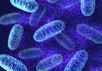Researchers Examine Potential Key to Future Lupus Treatments Researchers Examine Potential Key to Future Lupus Treatments