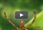 Potential Upswing in Tick-borne Infections Predicted Potential Upswing in Tick-borne Infections Predicted