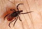 Lyme Disease a Continued Public Health Challenge Lyme Disease a Continued Public Health Challenge