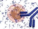 H1N1 Immune Priming and Egg-Adaptation Affect Antibody Responses After Vaccination H1N1 Immune Priming and Egg-Adaptation Affect Antibody Responses After Vaccination