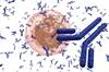 H1N1 Immune Priming and Egg-Adaptation Affect Antibody Responses After Vaccination H1N1 Immune Priming and Egg-Adaptation Affect Antibody Responses After Vaccination