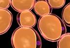 Visceral, Ectopic Liver Fat Accumulation Associated With Hyperuricemia Visceral, Ectopic Liver Fat Accumulation Associated With Hyperuricemia