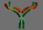 Anti-Smith Antibodies Indicative of Poor Prognosis in Biopsy-Proven LN Anti-Smith Antibodies Indicative of Poor Prognosis in Biopsy-Proven LN