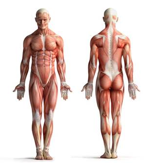 Significantly faster onset with atorvastatin, rosuvastatin versus simvastatin during monotherapy. Significantly faster onset with atorvastatin, rosuvastatin versus simvastatin during monotherapy.