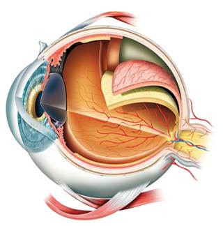 There was no increased risk of uveitis for patients with mild psoriasis without psoriatic arthritis. There was no increased risk of uveitis for patients with mild psoriasis without psoriatic arthritis.