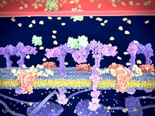 Insulin resistance is common in PsA and other inflammatory disorders, but assessing for insulin resistance in daily clinical practice is complex and difficult. Insulin resistance is common in PsA and other inflammatory disorders, but assessing for insulin resistance in daily clinical practice is complex and difficult.