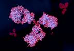 Anti-Nicotine Monoclonal Antibody Gets Orphan Drug Status for Buerger's Disease Anti-Nicotine Monoclonal Antibody Gets Orphan Drug Status for Buerger's Disease