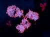 Rheumatoid Factor Raises Risk of 10-Year Cardiovascular Morbidity Rheumatoid Factor Raises Risk of 10-Year Cardiovascular Morbidity