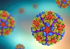 Chikungunya Virus: What Every Rheumatologist Should Know Chikungunya Virus: What Every Rheumatologist Should Know