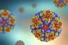 Chikungunya Virus: What Every Rheumatologist Should Know Chikungunya Virus: What Every Rheumatologist Should Know
