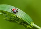 New Developments Examined in Tick-Borne, Lyme Disease Testing New Developments Examined in Tick-Borne, Lyme Disease Testing