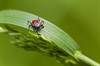 New Developments Examined in Tick-Borne, Lyme Disease Testing New Developments Examined in Tick-Borne, Lyme Disease Testing
