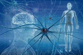 Neurogenic inflammation is a key mechanism contributing to many of the clinical features of fibromyalgia. Neurogenic inflammation is a key mechanism contributing to many of the clinical features of fibromyalgia.