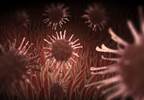 The Role of Viral Infections and Vaccines in the Pathogenesis of Antiphospholipid Syndrome The Role of Viral Infections and Vaccines in the Pathogenesis of Antiphospholipid Syndrome
