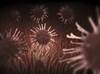 The Role of Viral Infections and Vaccines in the Pathogenesis of Antiphospholipid Syndrome The Role of Viral Infections and Vaccines in the Pathogenesis of Antiphospholipid Syndrome